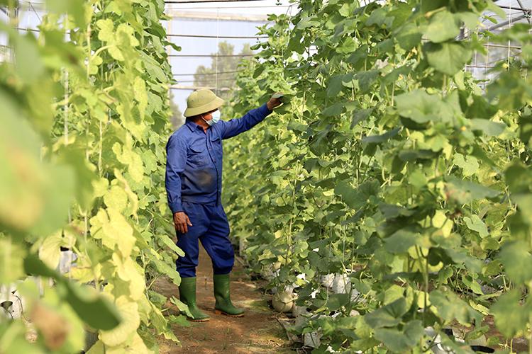 Phú Thọ triển khai đồng bộ giải pháp bảo đảm sản xuất trồng trọt dịp Tết và vụ Xuân 2026