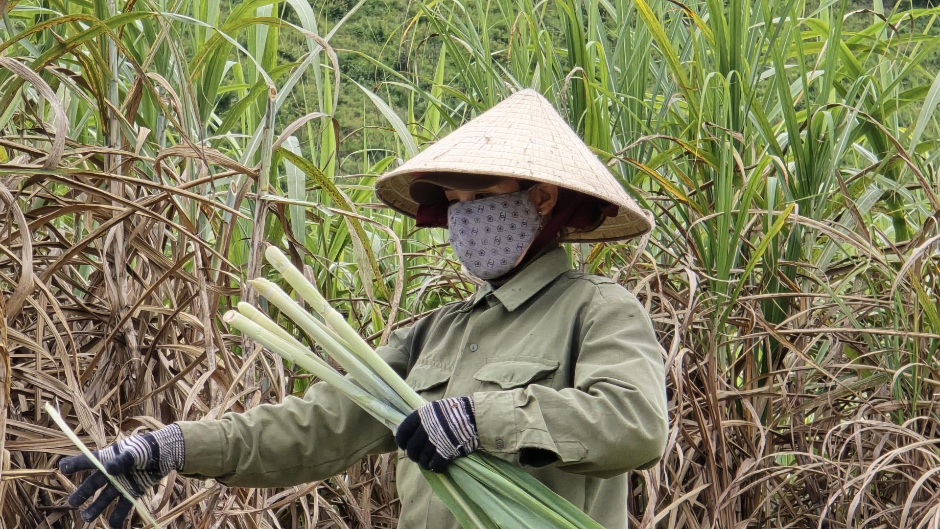 Ngành mía đường đối mặt áp lực kép: Thừa cung kéo dài, đường nhập lậu lấn át thị trường