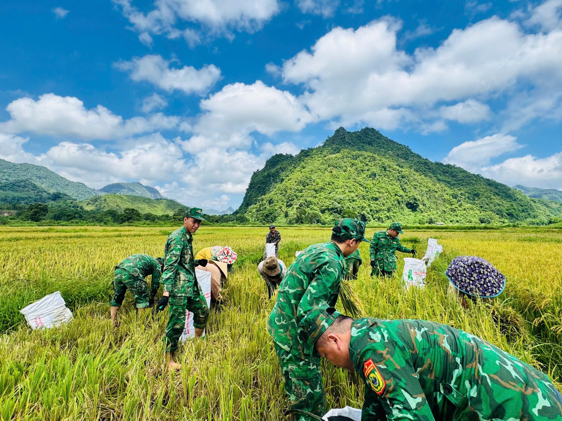 Rộn ràng mùa vàng vùng biên giới Quảng Trị