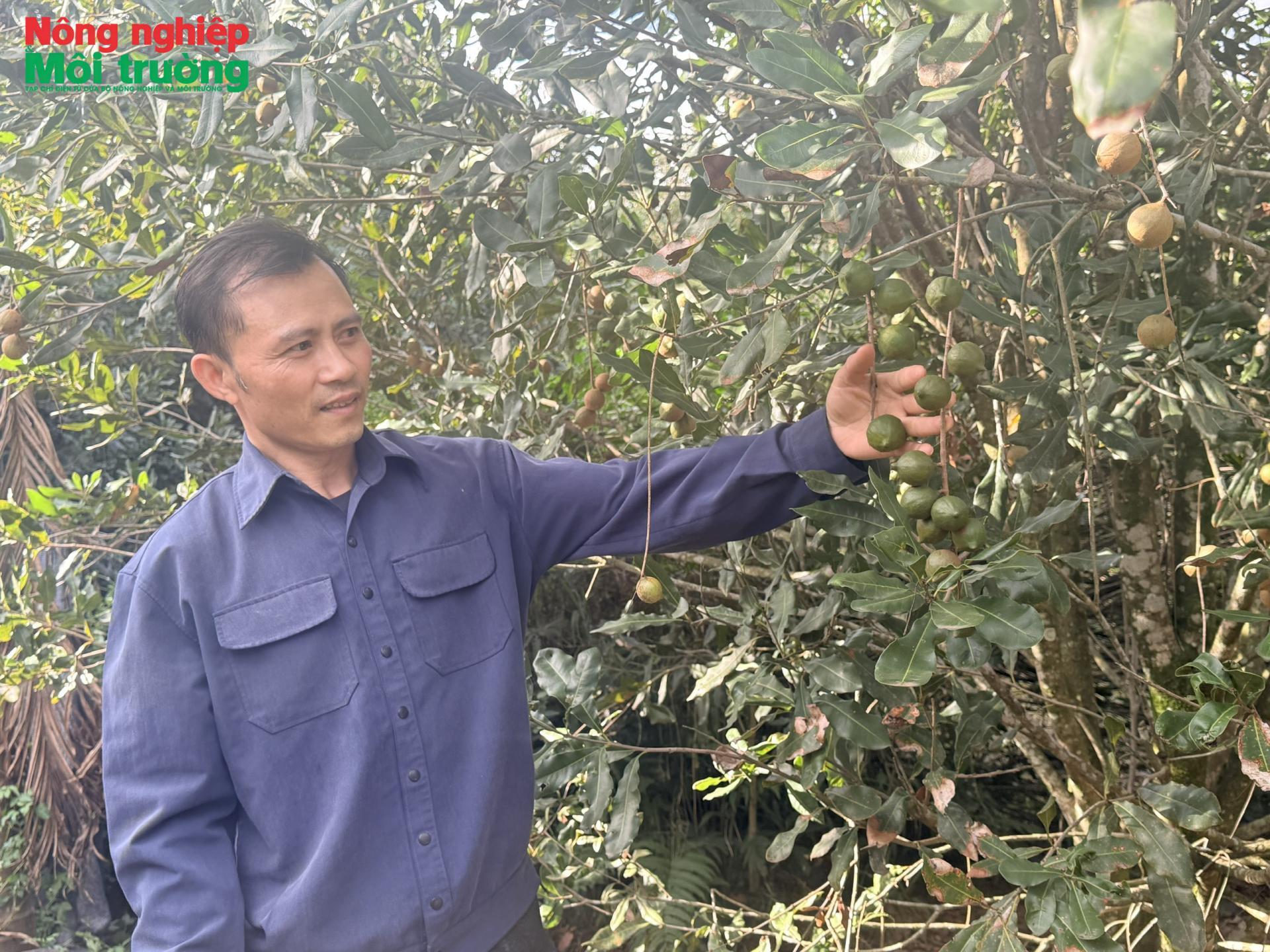Chế biến sâu nâng tầm giá trị cho cây mắc ca