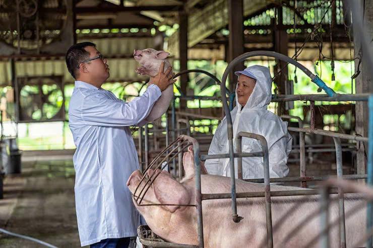 Đưa phúc lợi động vật từ yêu cầu thành giá trị của chăn nuôi