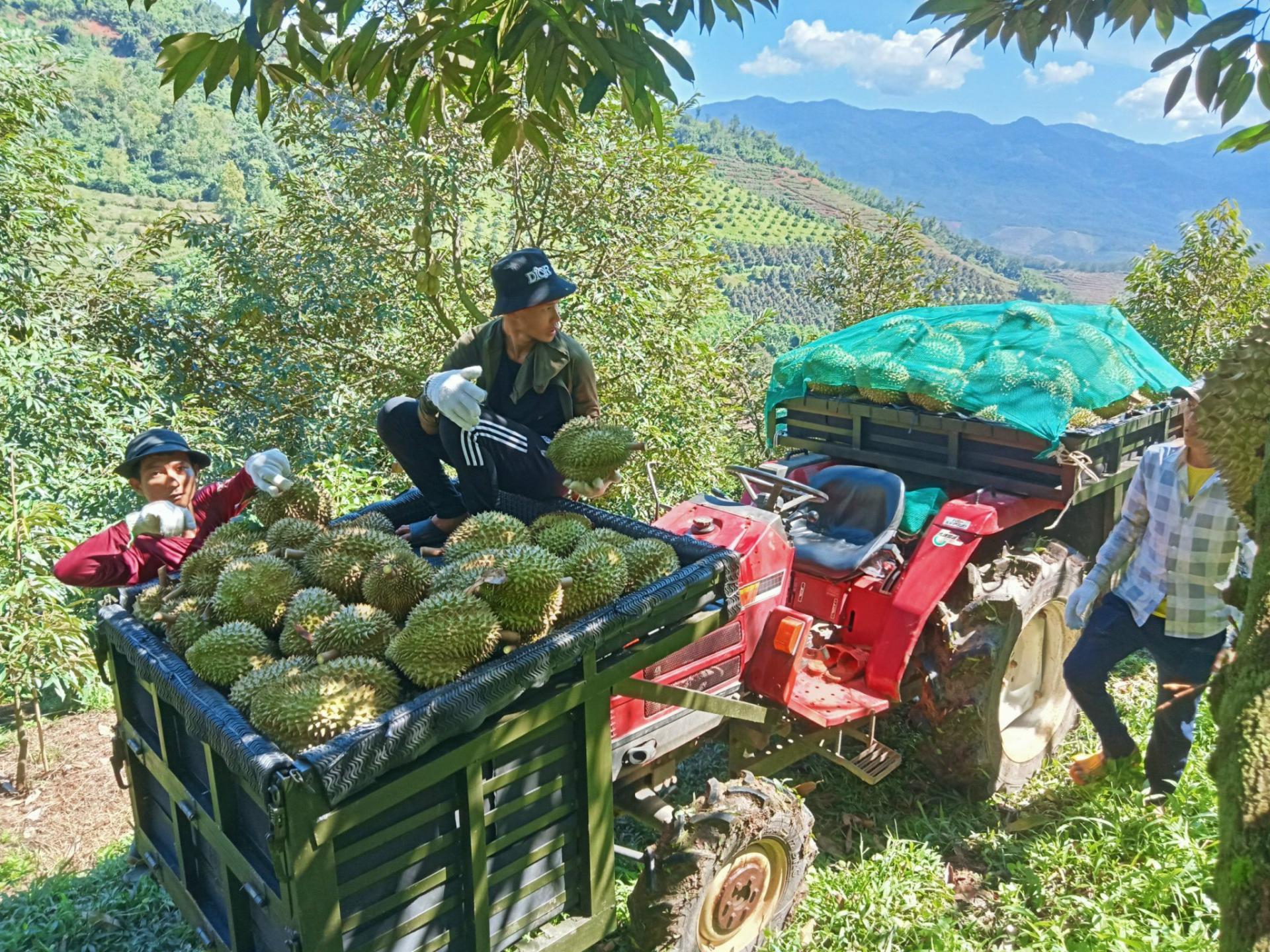 Mã số vùng trồng sầu riêng: Từ cấp mã đến giữ uy tín