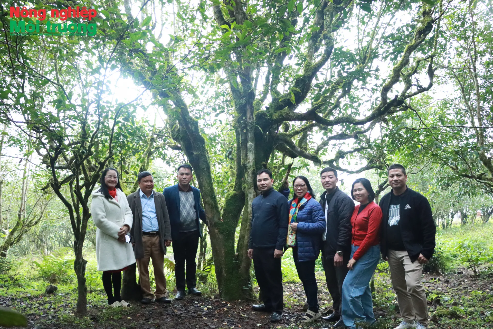 Hồ Thầu có nhiều điều kiện để phát triển du lịch nông nghiệp và nâng cao giá trị trà Shan Tuyết cổ thụ