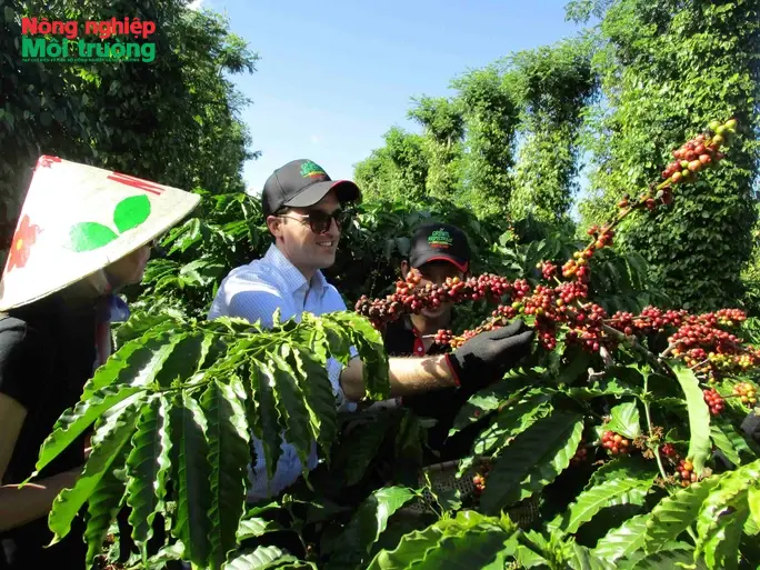 USDA nâng dự báo sản lượng cà phê Việt Nam niên vụ 2025 - 2026 lên 31,7 triệu bao