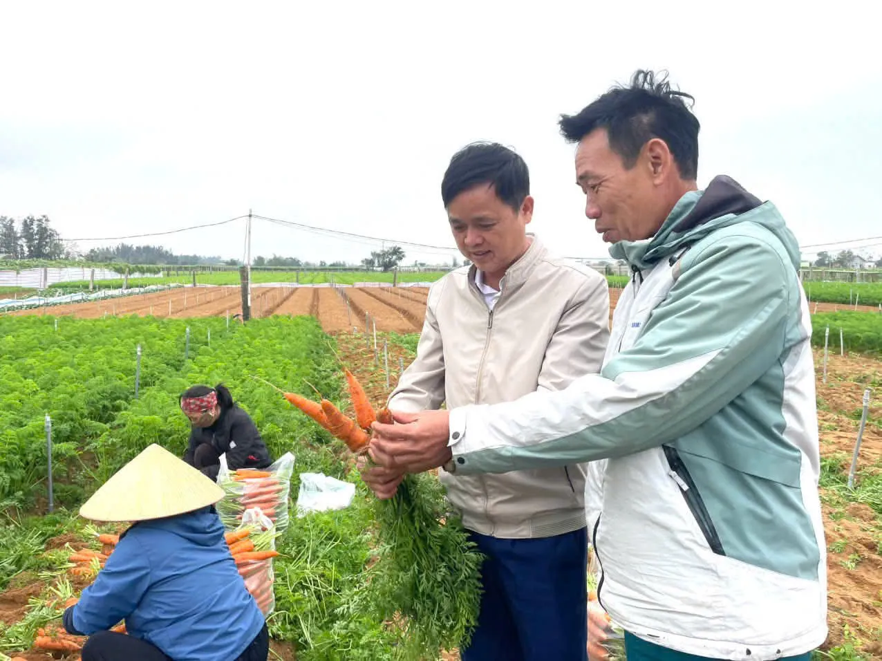 Trồng theo hướng hữu cơ, cà rốt Quỳnh Mai chinh phục người tiêu dùng