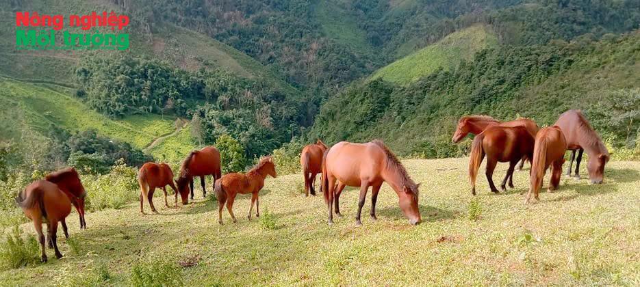 Tết Bính Ngọ nghe kể chuyện vó ngựa trên “cổng trời” Mường Lống