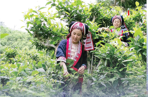 Đánh thức tiềm năng Shan Tuyết Tuyên Quang: Hướng đi xanh từ tài nguyên bản địa