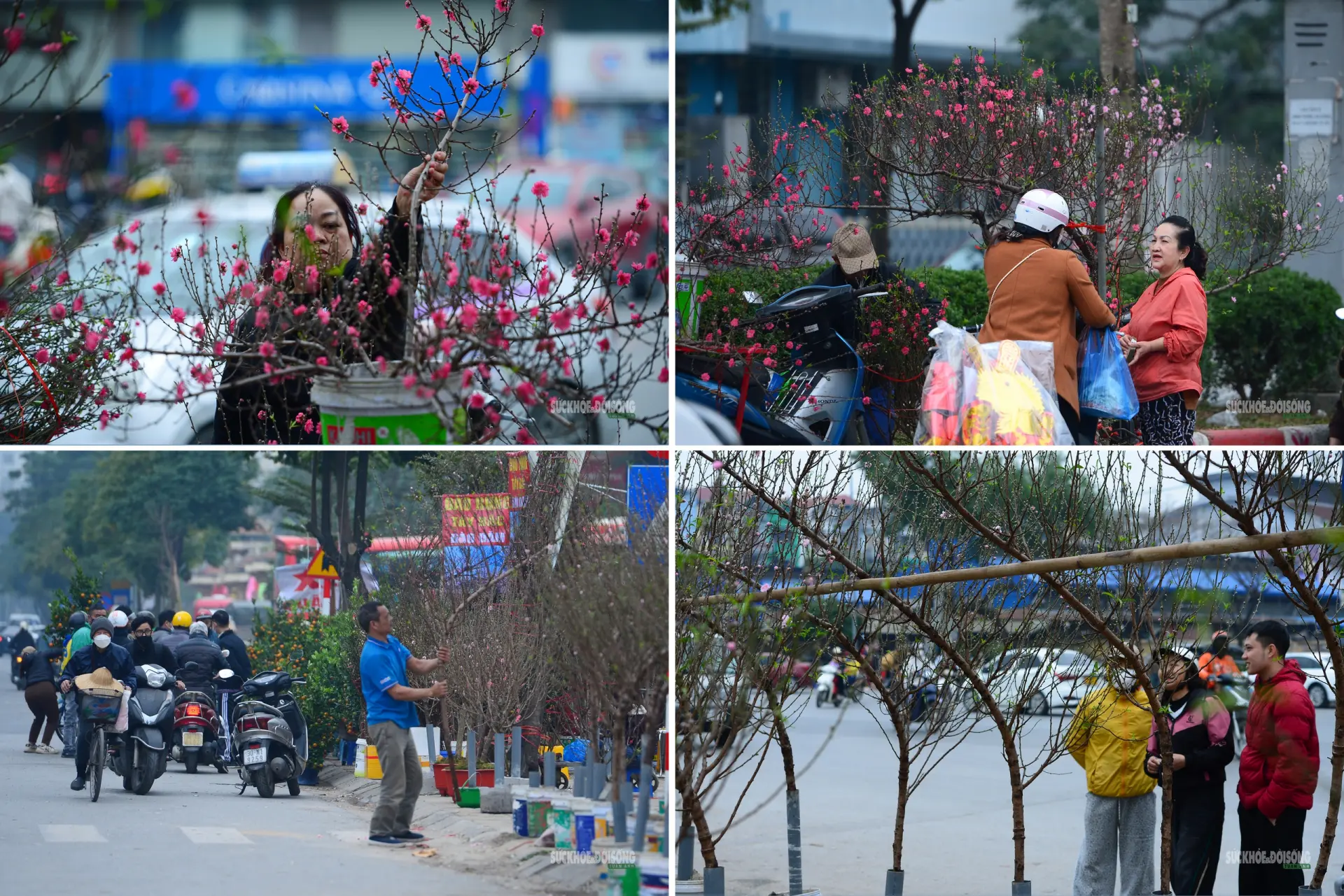 thi-truong-hoa-cay-canh-tet-vao-vu-pho-phuong-ha-noi-ron-rang-sac-xuan-5-17701820812101898997574_1771254647.webp