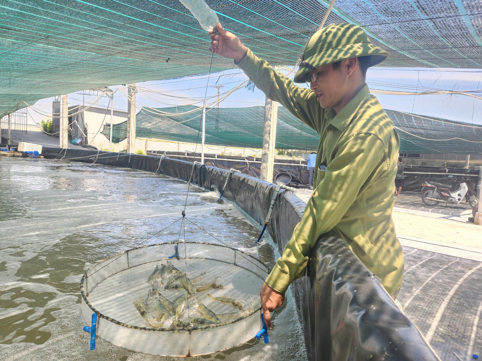 Nghệ An mở hướng đi bền vững từ nuôi tôm công nghệ cao