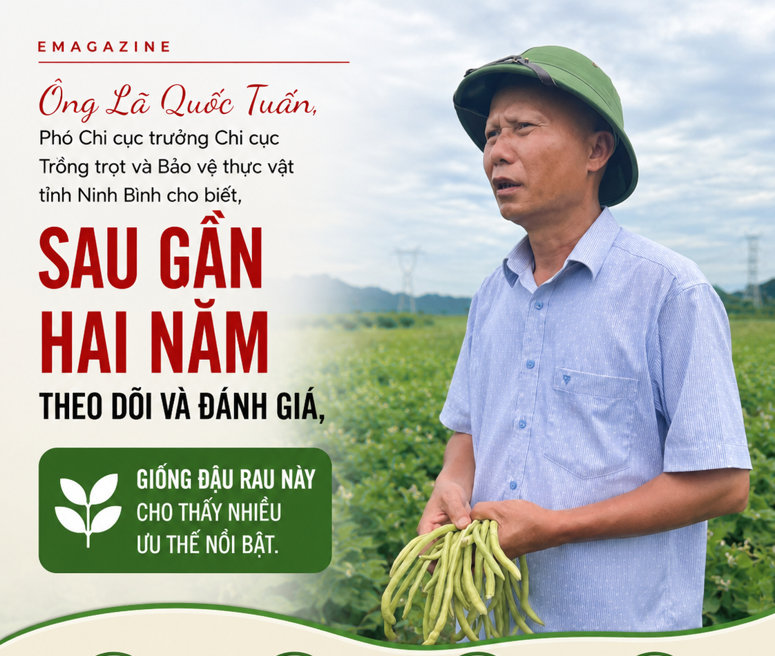 Đậu ngồi: Hành trình từ nghiên cứu đến đồng ruộng