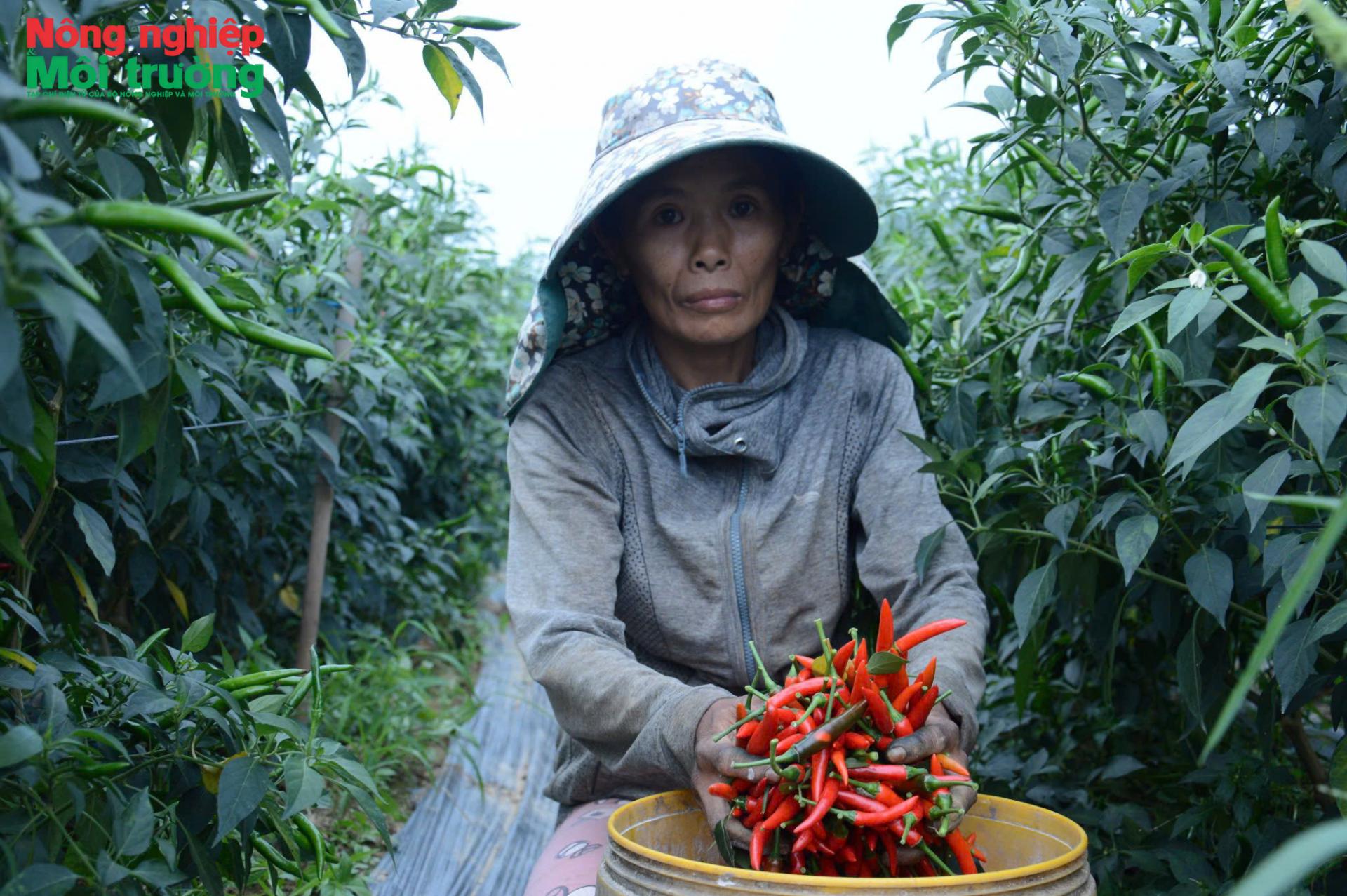 Quảng Ngãi muốn hình thành vùng ớt theo hướng hàng hóa