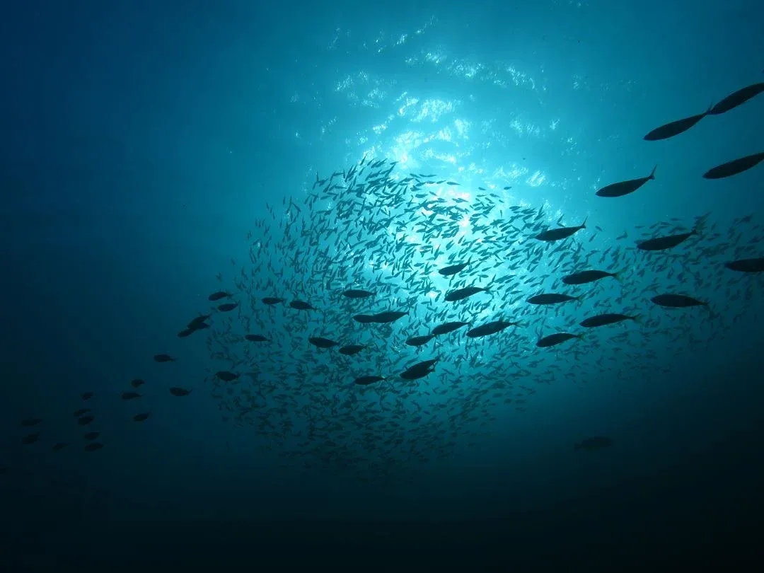 Hiệp ước Biển cả của Liên Hợp Quốc chính thức có hiệu lực