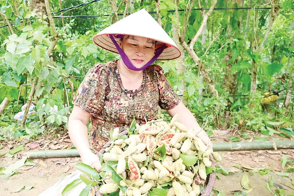 Khi “cây vàng" rớt giá, hạt rơi đầy gốc nông dân không buồn nhặt