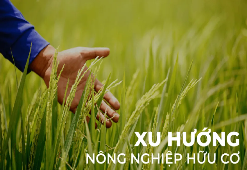 Ảnh hưởng của phân NPK hữu cơ vi sinh dạng hạt đến năng suất của giống lúa Bắc Thịnh trong vụ xuân tại tỉnh Thanh Hoá