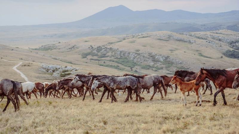 horse-herds_1771373062.jpg