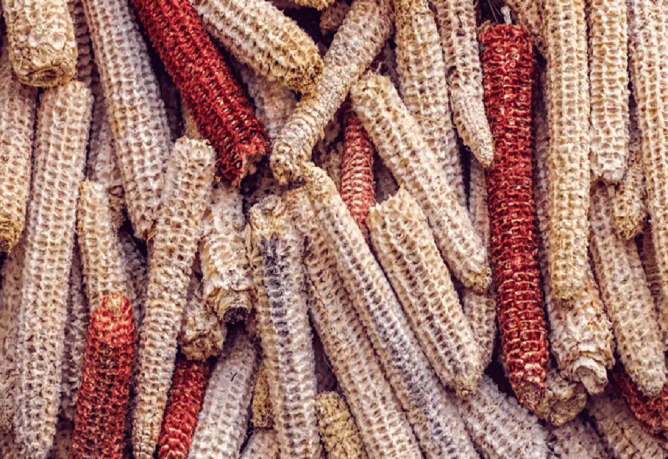 loi-ngo-20210429121042891_1787045509.png