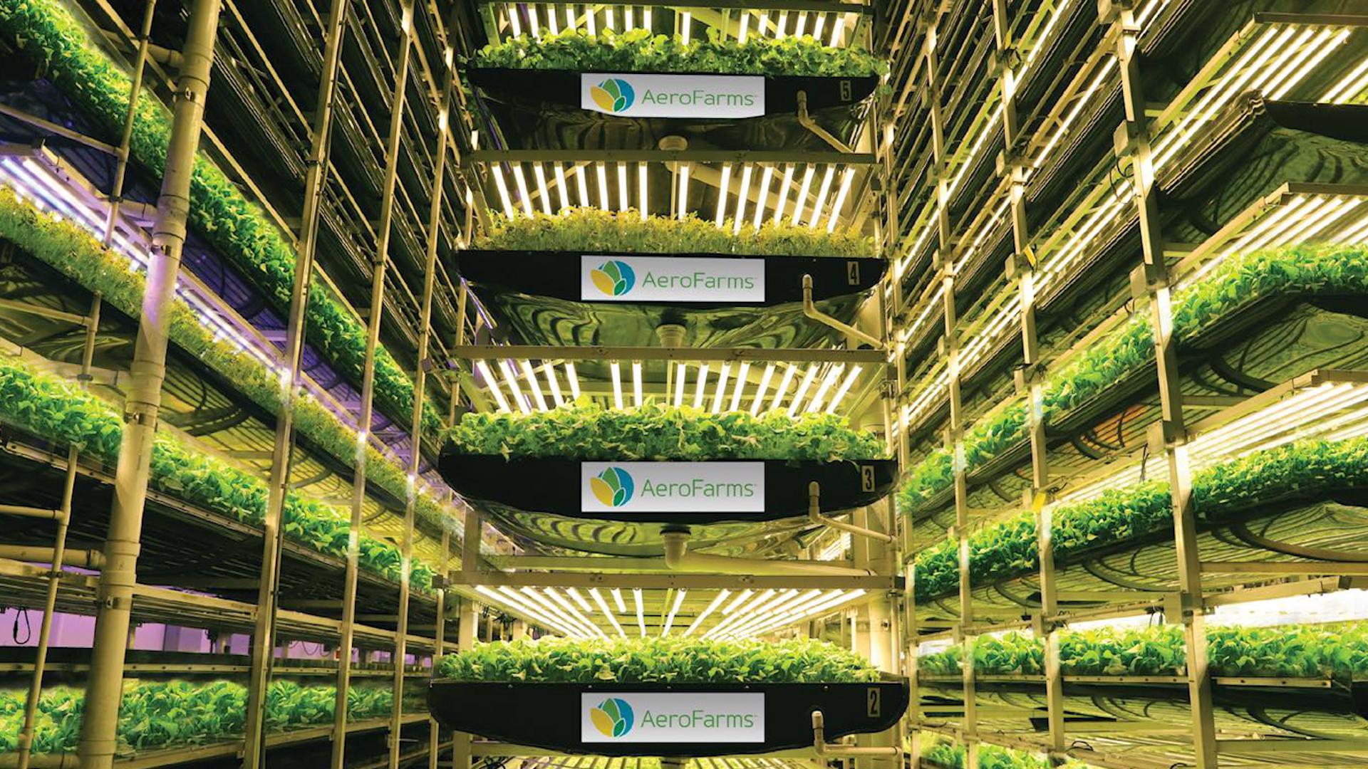 aerofarms-wabc-vid_1789740922.jpg