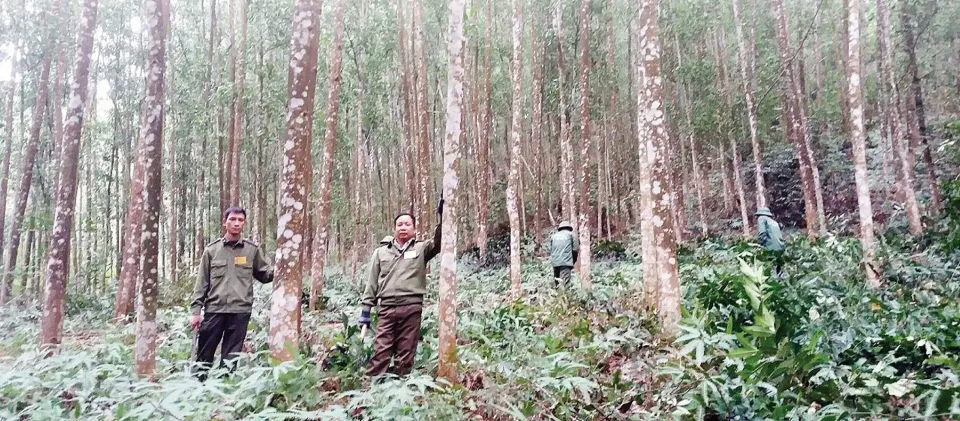 Điểm nhấn trong phong trào thi đua tại Cục Lâm nghiệp và Kiểm lâm