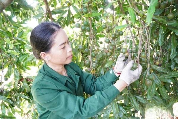 Đưa “cây tỷ đô” về làm giàu trên vùng đất miền núi Thanh Hóa
