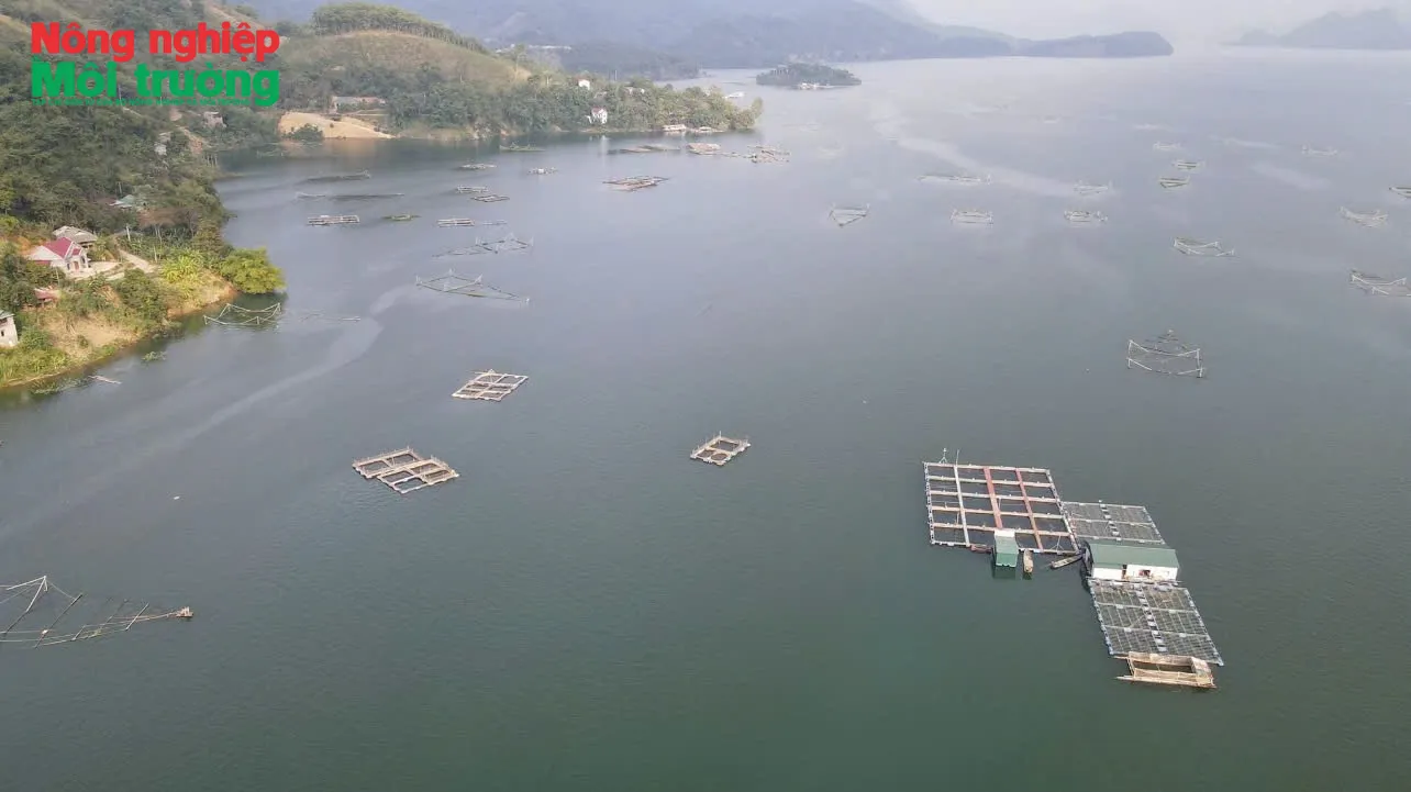 Mô hình nuôi cá lồng sạch tại lòng hồ Sông Đà: Hướng đi bền vững cho thủy sản và kinh tế địa phương