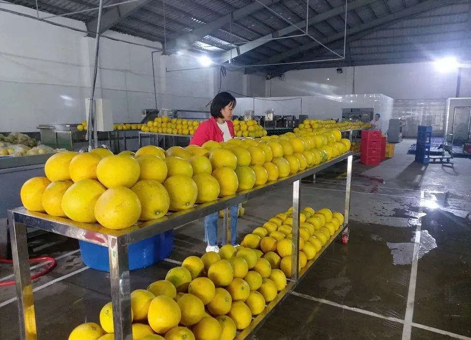 Nông nghiệp sạch mở lối làm giàu cho Hợp tác xã Mỹ Tân