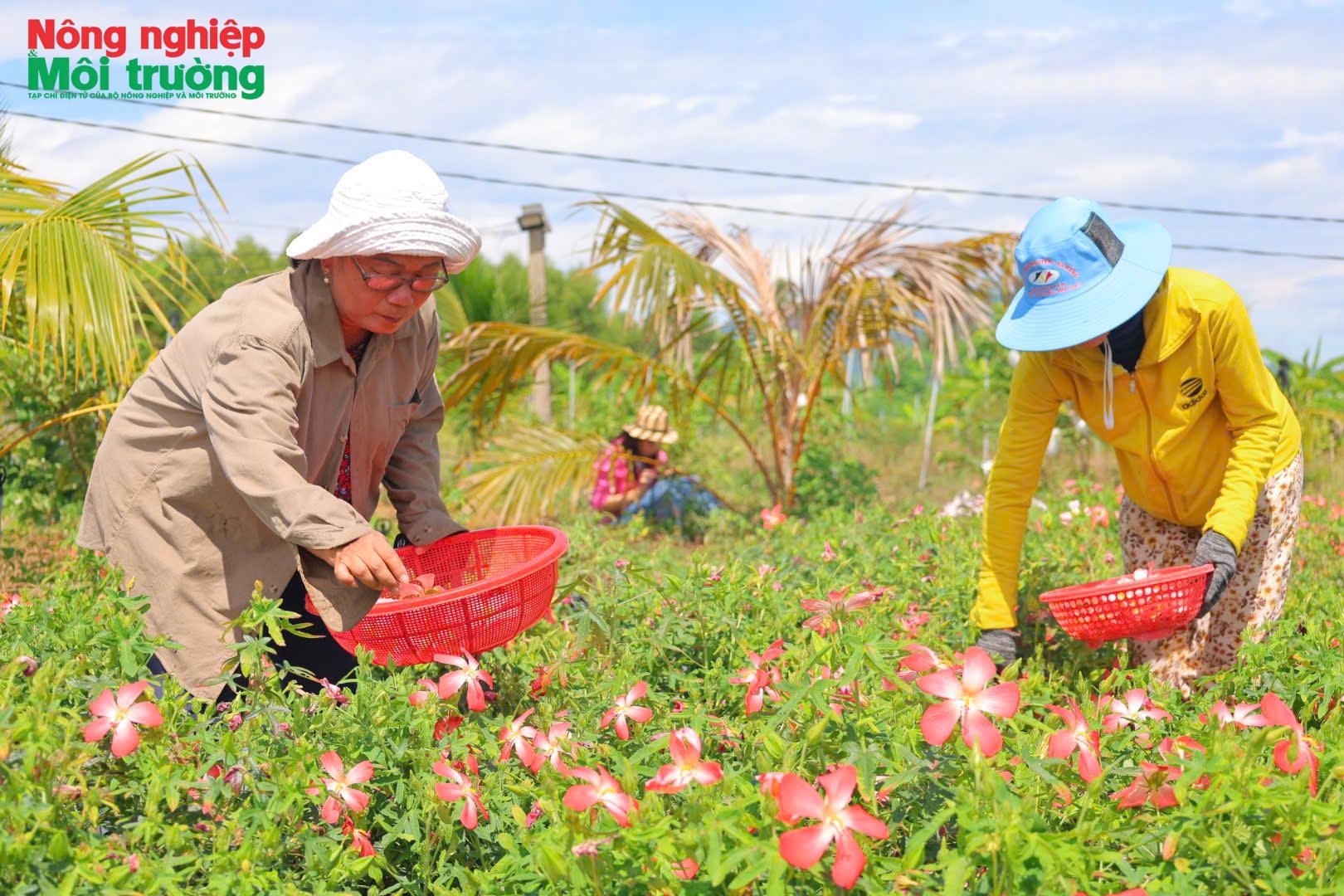Đưa sâm bố chính thành cây trồng giá trị cao