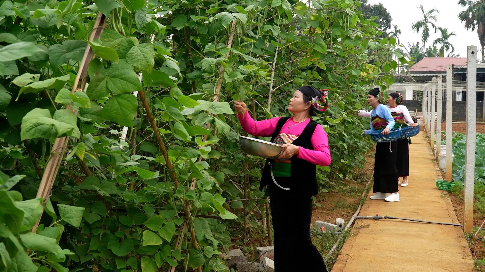 An toàn thực phẩm từ ruộng đồng, trang trại: Nông dân là trung tâm hành động