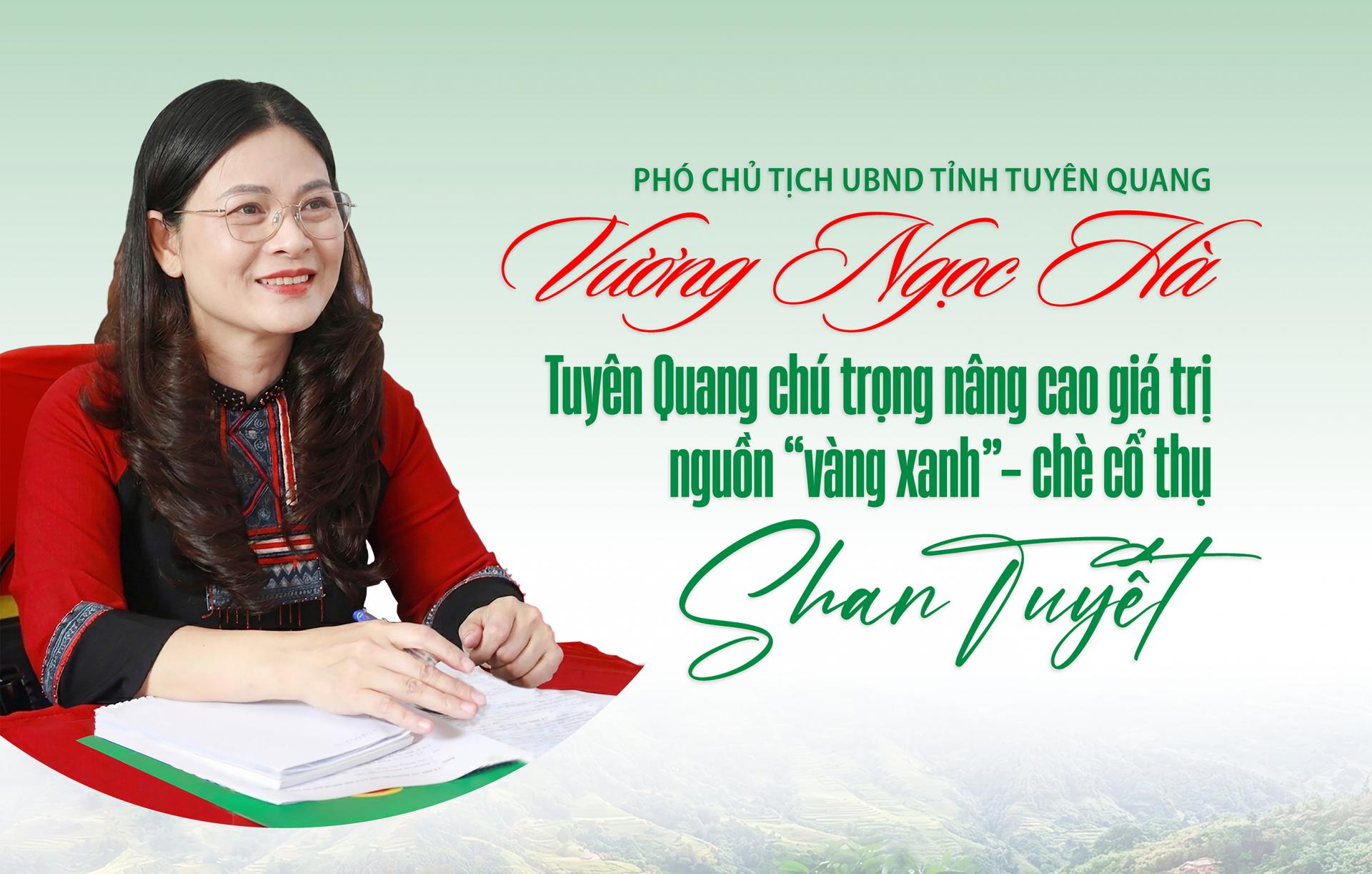 Tuyên Quang chú trọng nâng cao giá trị  nguồn “vàng xanh  - chè cổ thụ Shan Tuyết