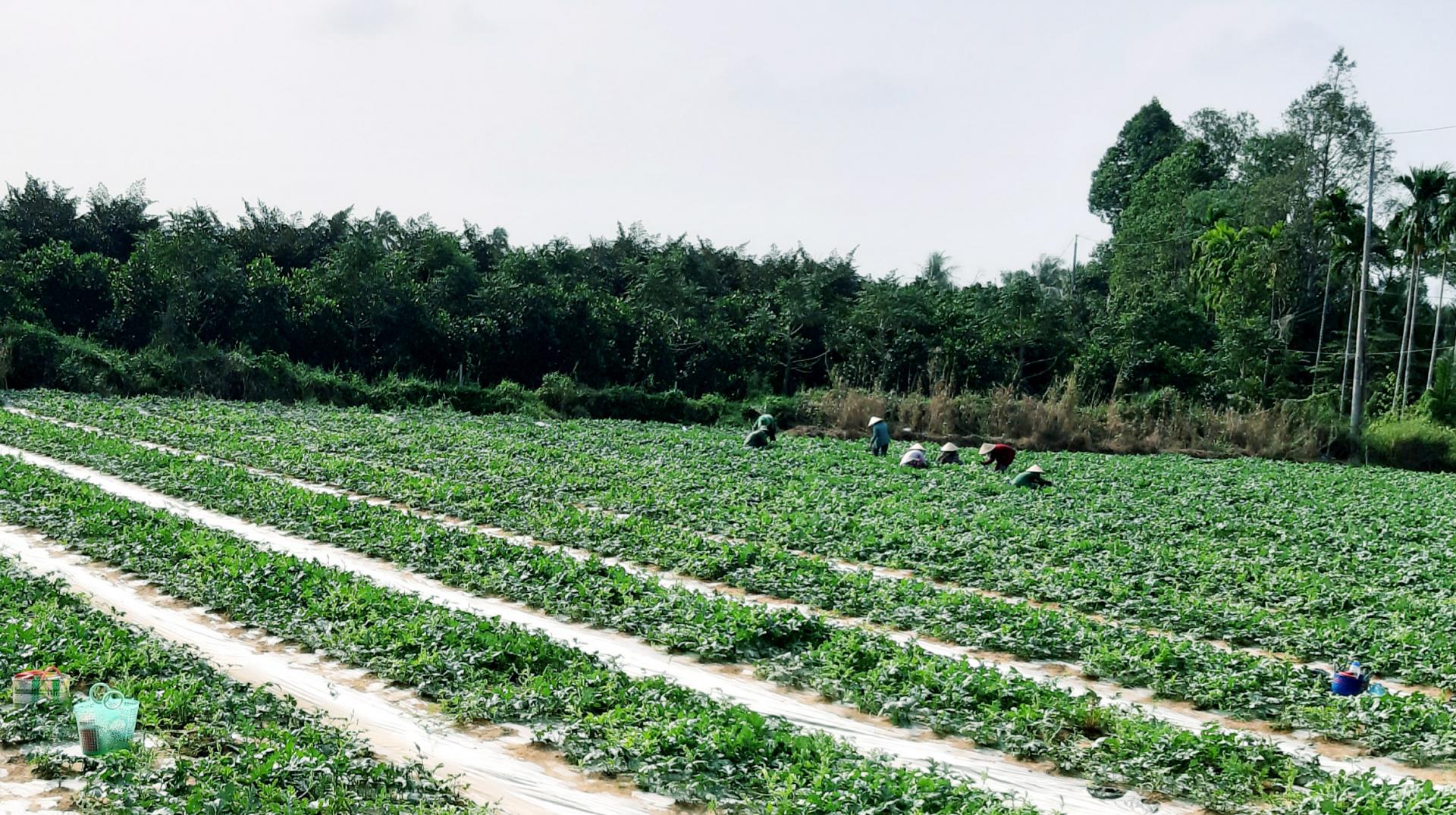 cac-xa-phuong-can-tho_1784622123.jpg