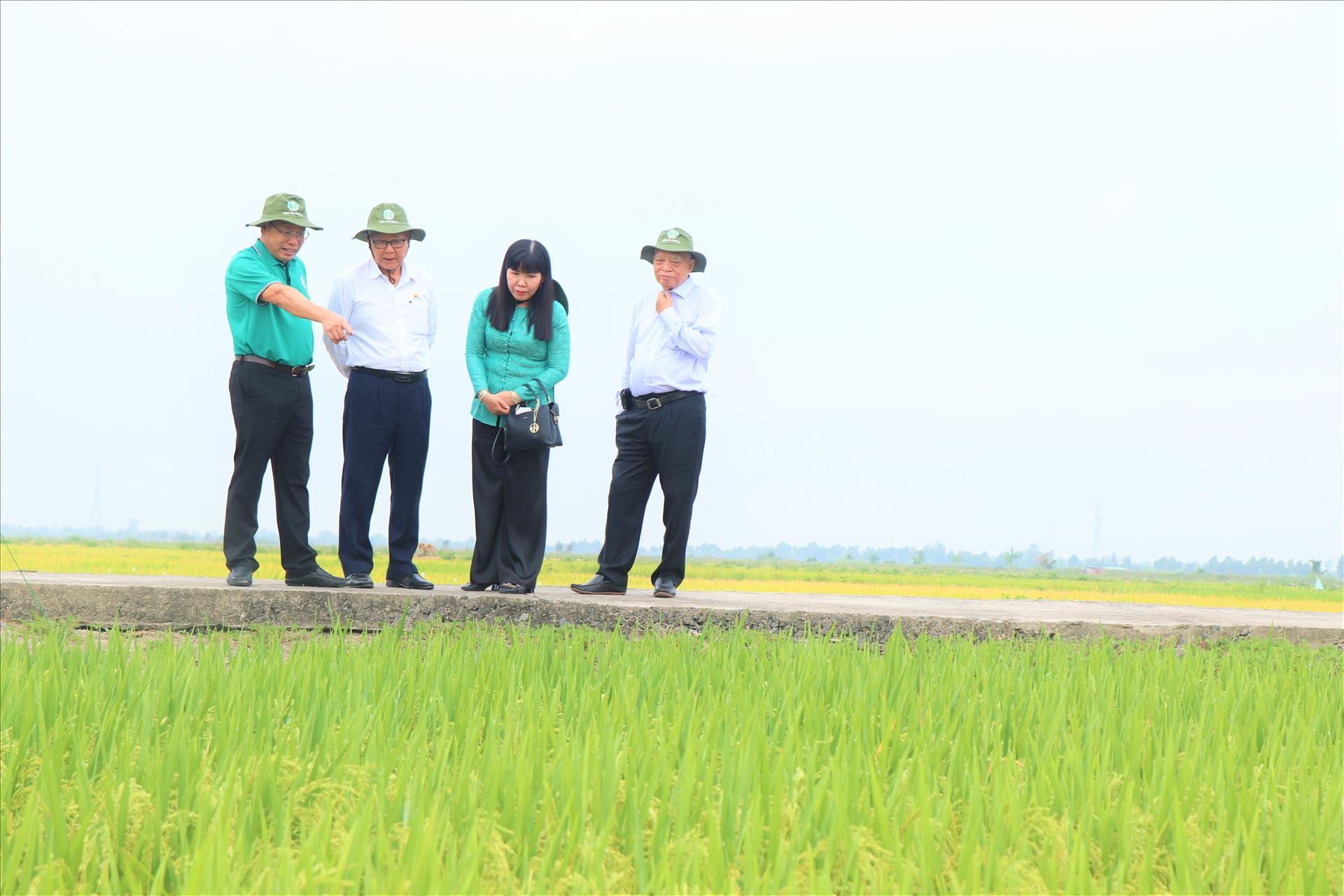 vna-potal-trinh-dien-22-giong-lua-thich-ung-bien-doi-khi-hau-tai-dbscl-86245216-14-5-55_1789996345.jpg