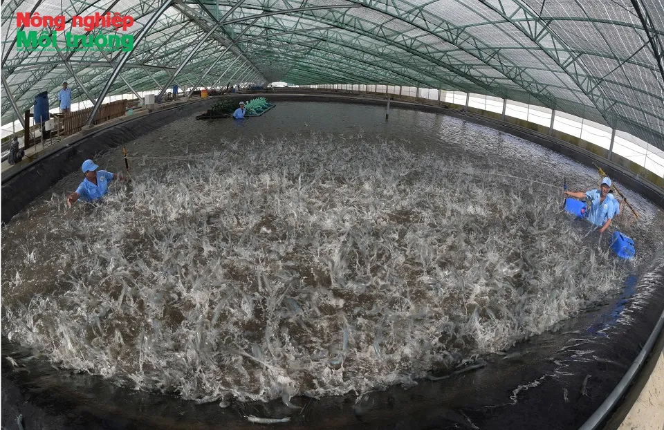 Kiểm dịch động vật thủy sản: Những điểm đáng chú ý trong Thông tư 03/2026/TT-BNNMT