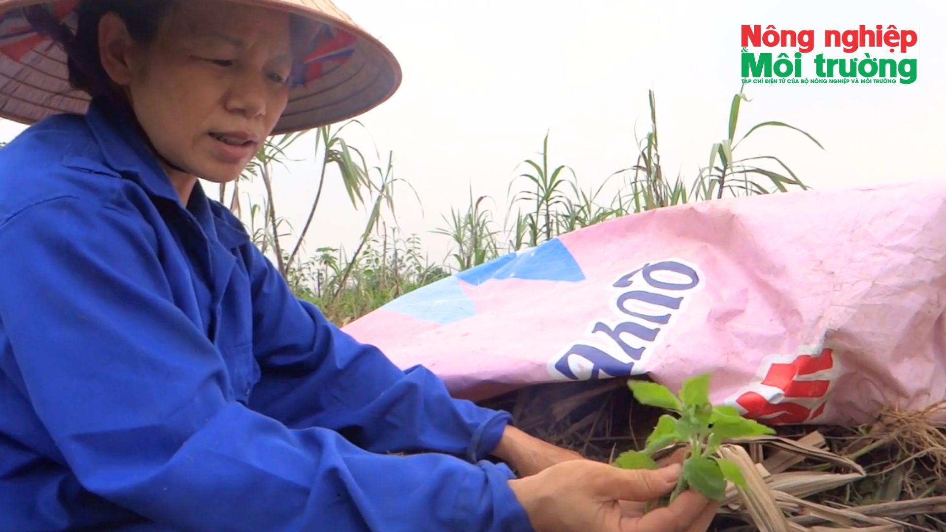 www.nnmt.net.vn-1_1779441770.jpg