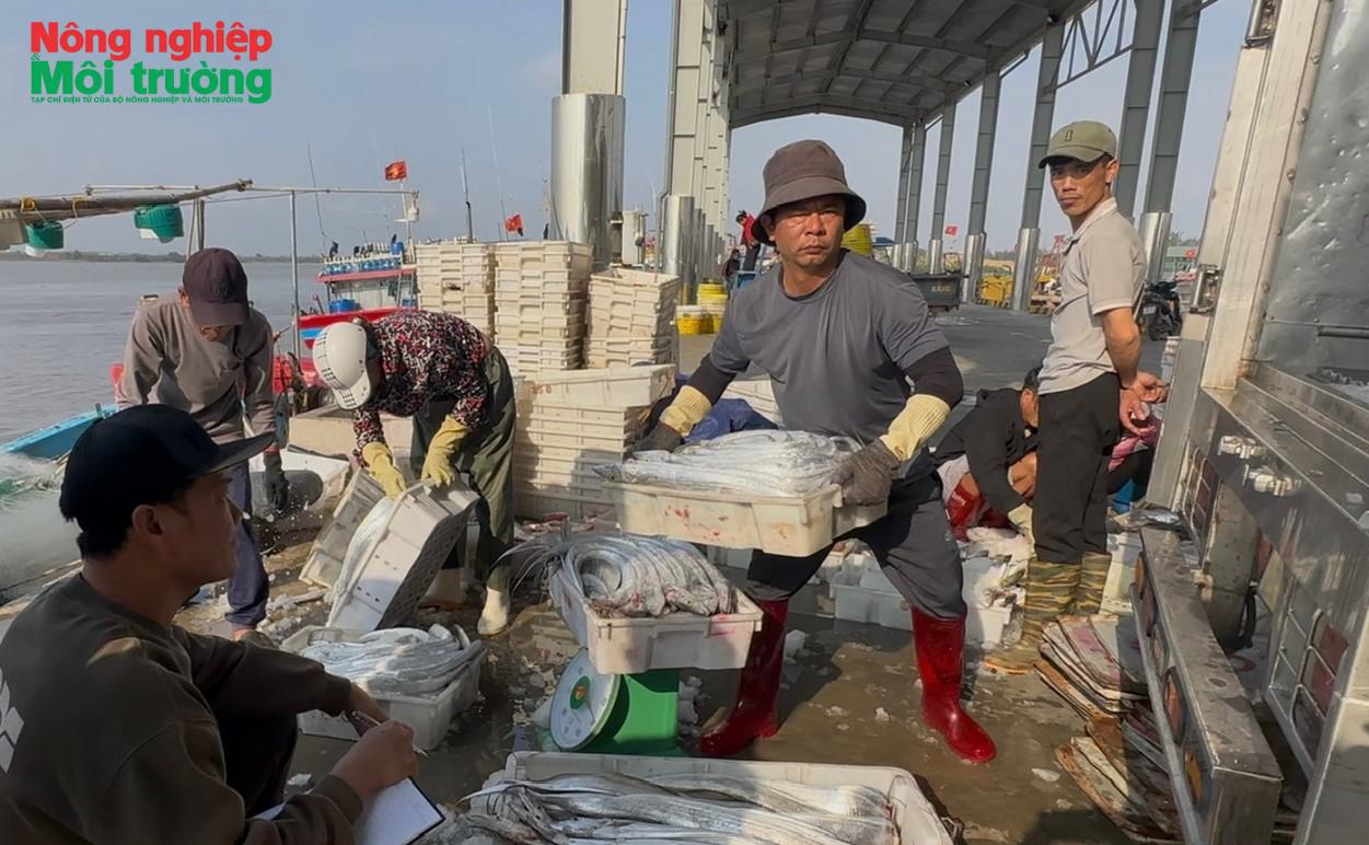 Cảng cá Ninh Bình đẩy mạnh chống khai thác IUU