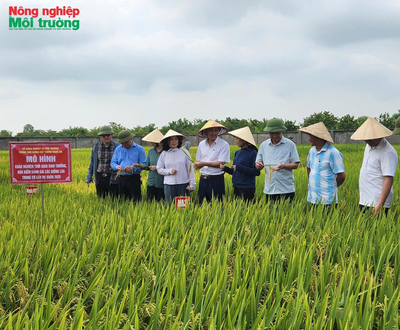 Canh tác lúa phát thải thấp: Hướng đi cho tăng trưởng xanh