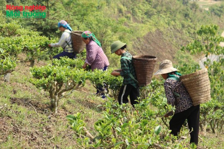 Chè Shan Tuyết: "Lá vàng" giúp đồng bào Huồi Tụ thoát nghèo