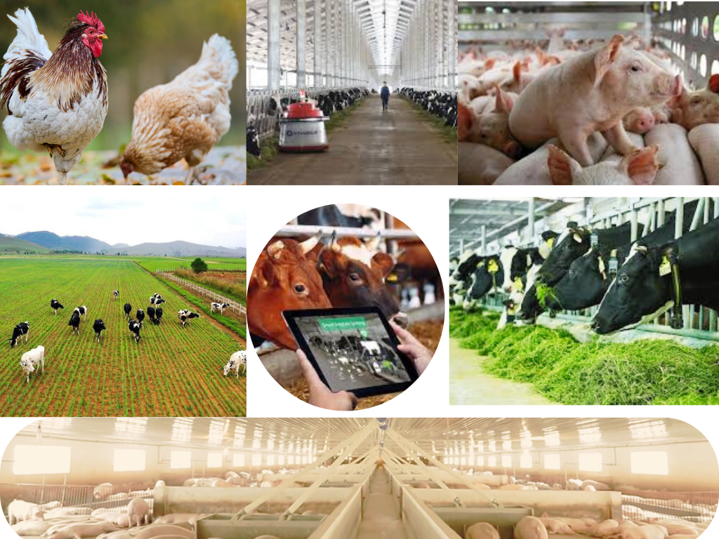 Khoa học và công nghệ là đòn bẩy thúc đẩy sự phát triển của ngành chăn nuôi