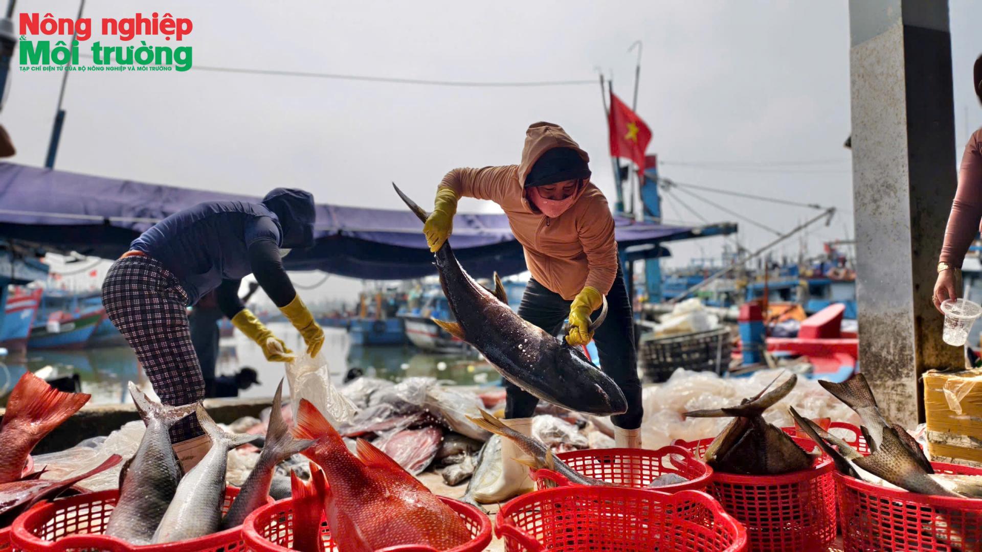 Quảng Ngãi định hình lại ngành thủy sản theo hướng hiện đại, bền vững