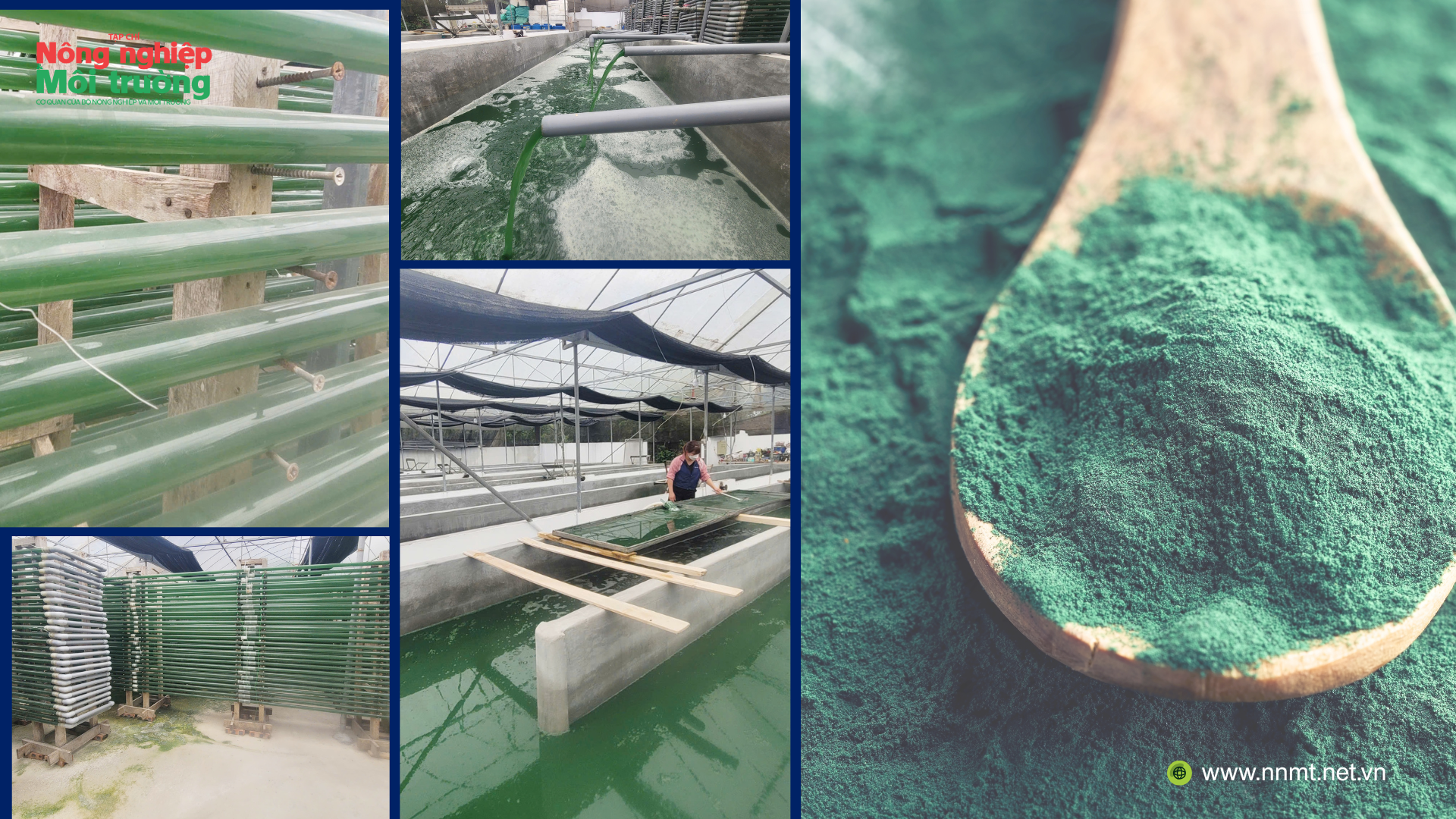 Độc đáo mô hình sản xuất tảo xoắn spirulina của anh nông dân ngoại thành Hà Nội