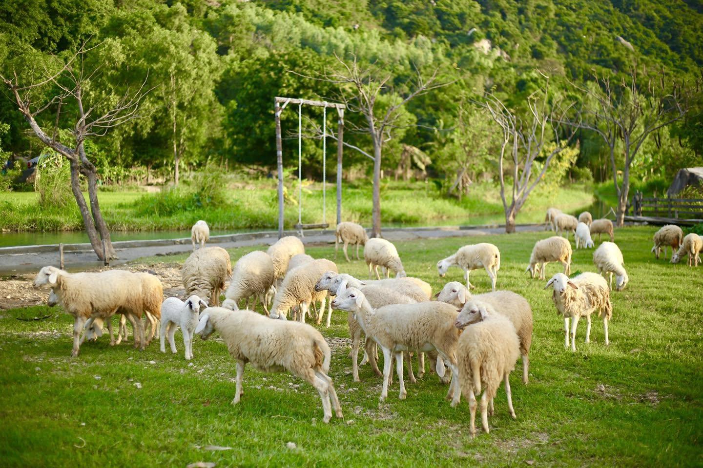 Khánh Hòa phát triển chuỗi sản phẩm dê, cừu Halal: Mở hướng đi mới cho nông nghiệp giá trị cao