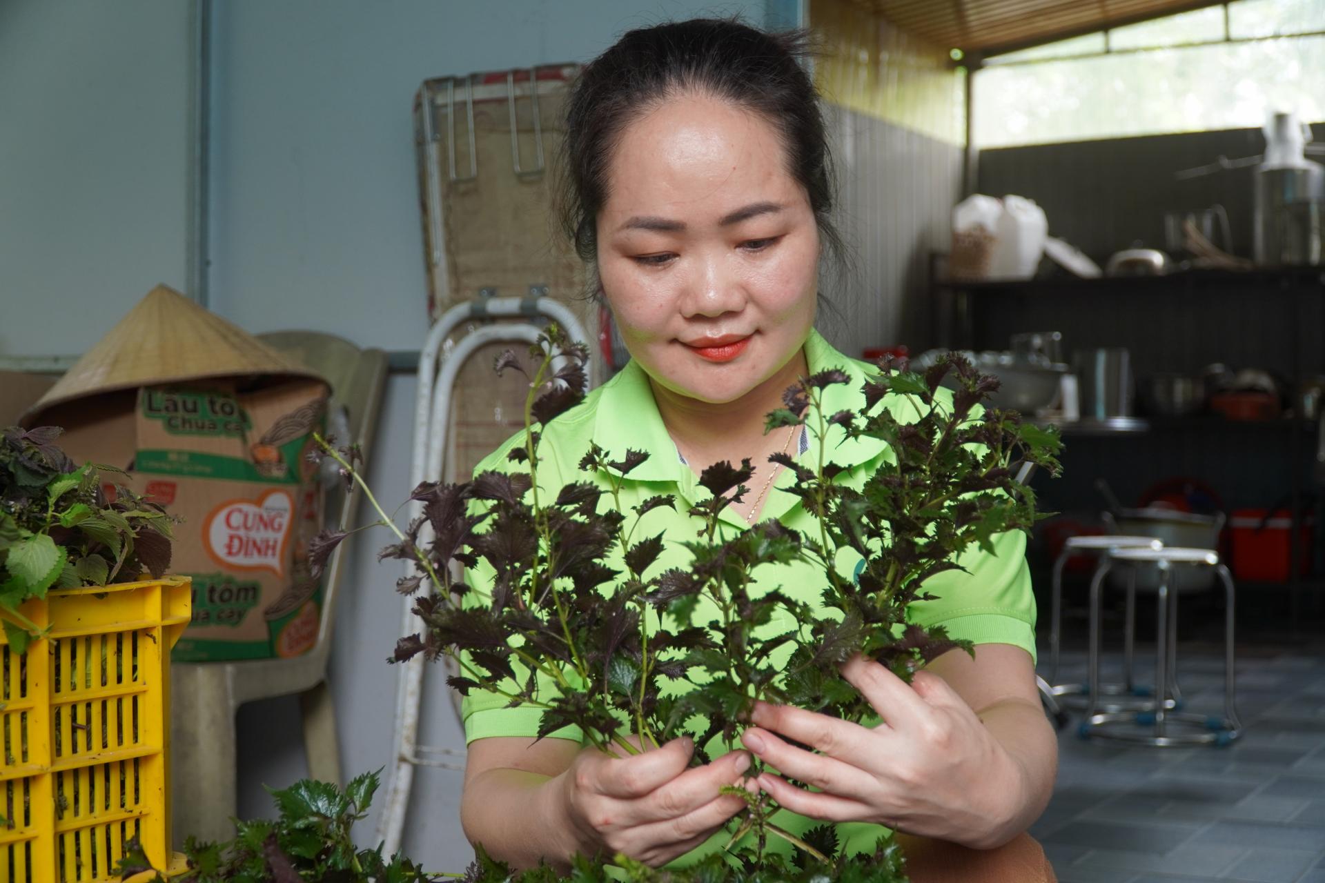 Luận Thành: Gìn giữ và phát huy giá trị cây thuốc bản địa