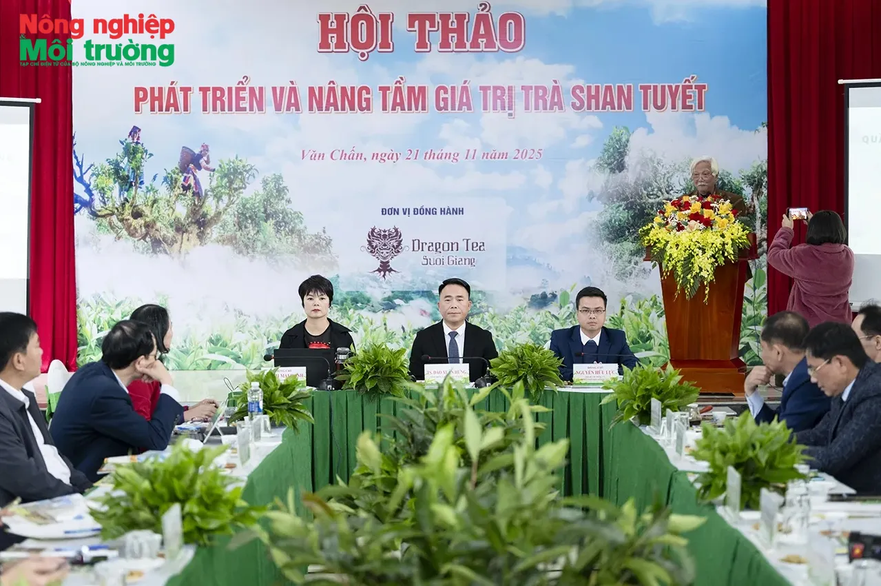Xây dựng nâng cao thương hiệu và giá trị kinh tế trà Shan Tuyết Suối Giàng