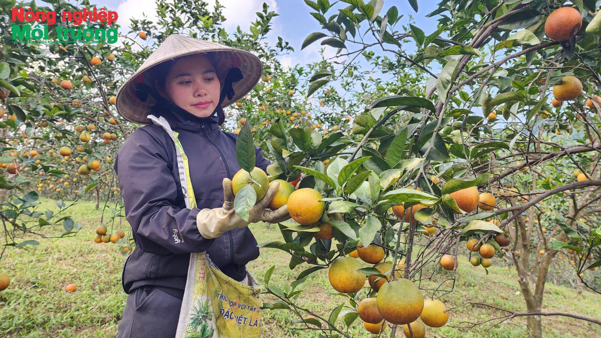 Trang trại cam hữu cơ Tập Lam hút khách nhờ làm nông nghiệp sạch