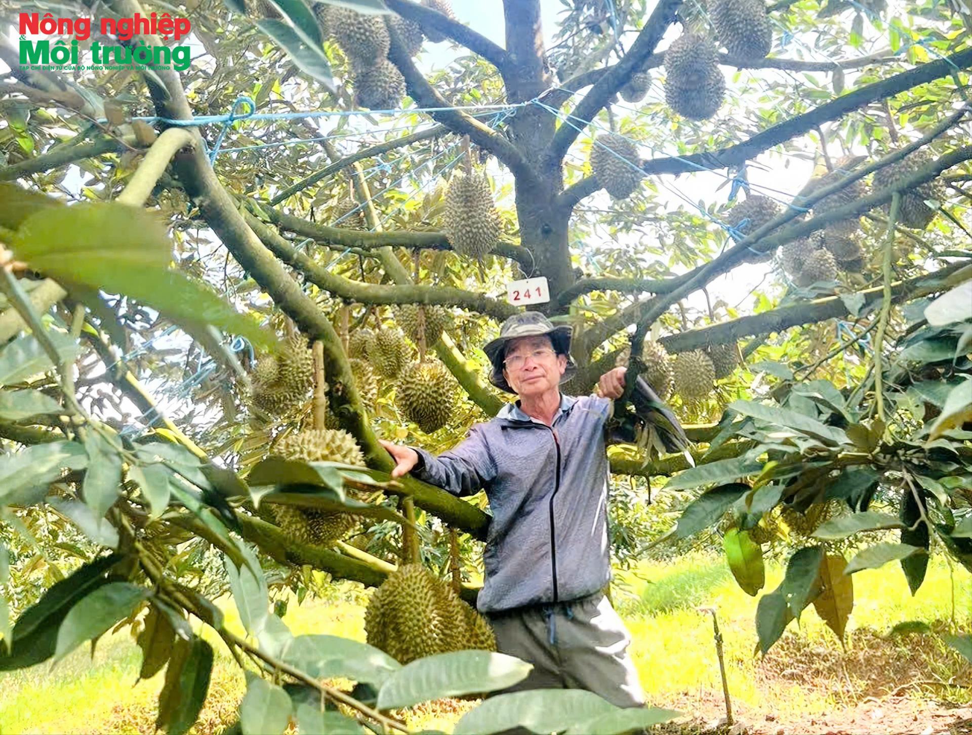Trang trại sầu riêng 13ha của lão nông Đăk Mar