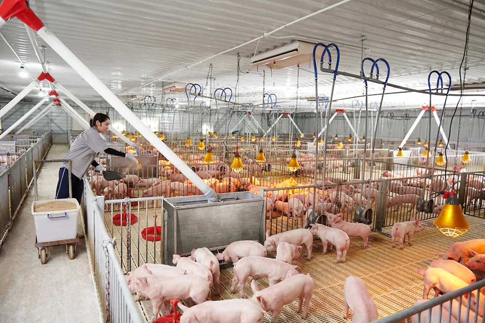 Ngành Chăn nuôi và Thú y: Mốc son hình thành và phát triển