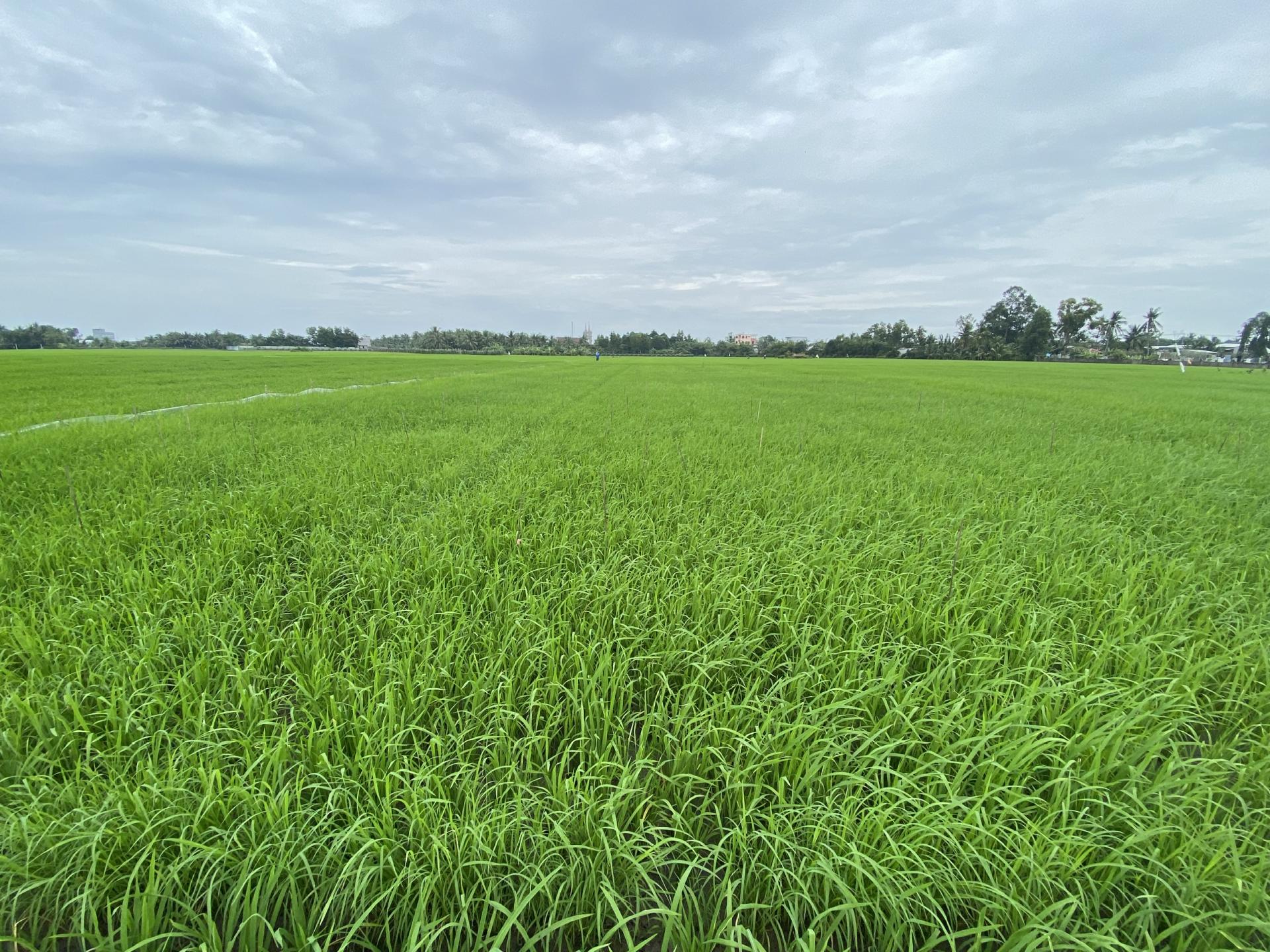 PGS, TS. Bùi Bá Bổng: Đẩy mạnh xây dựng thương hiệu gạo Việt Nam xanh