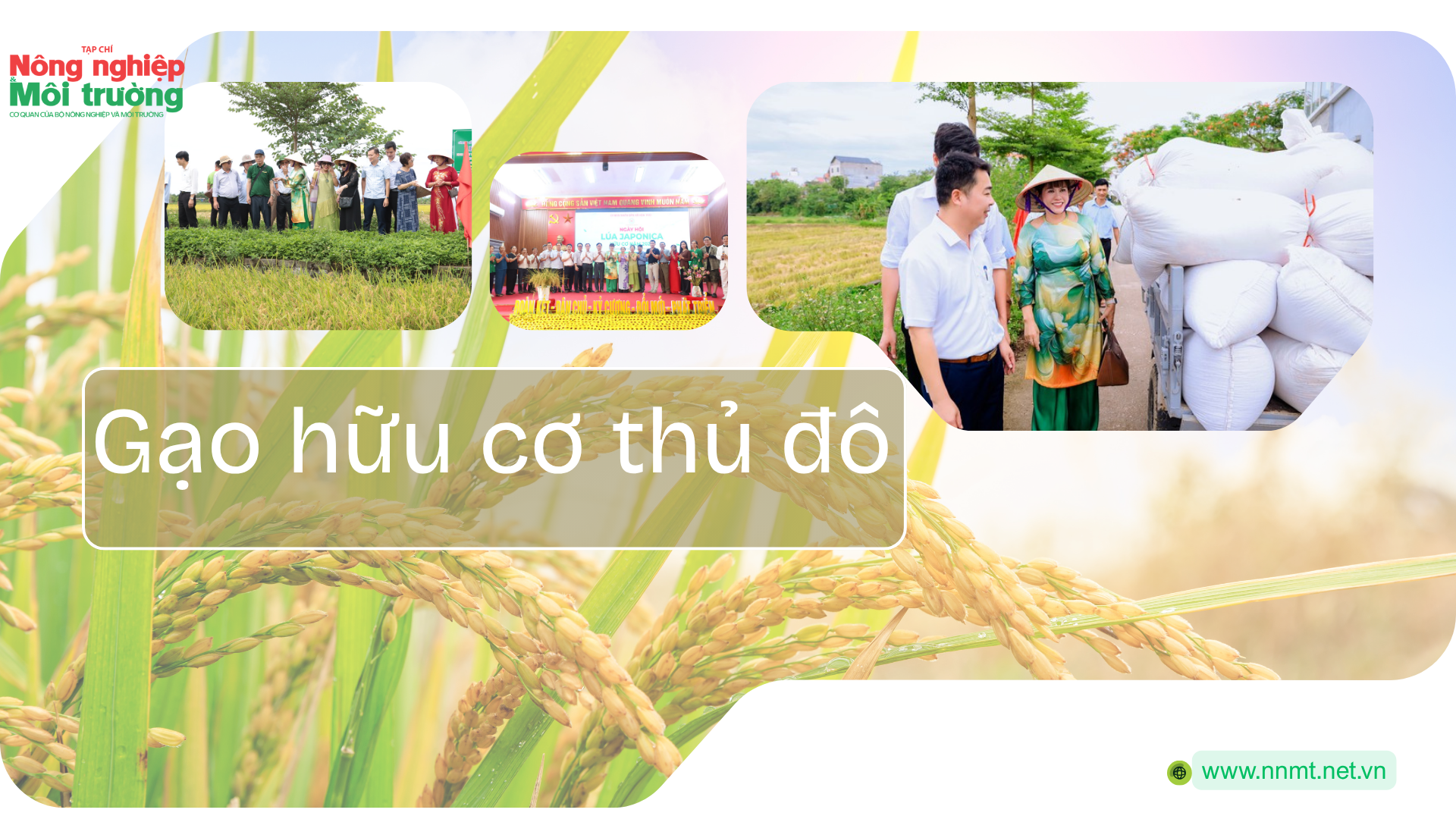 gao-huu-co_1782361814.png