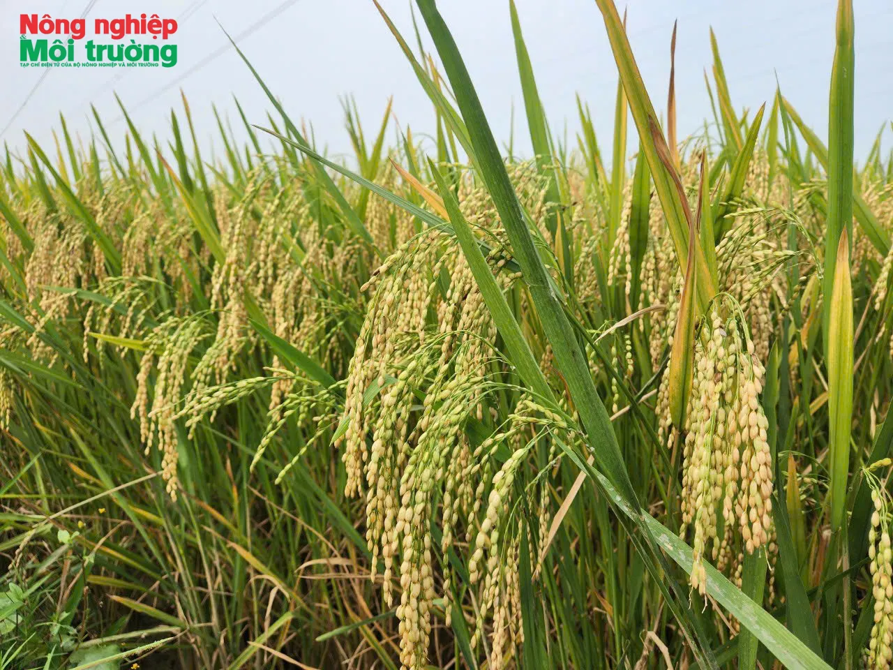 Hà Tĩnh triển khai mô hình tưới tiết kiệm nước trên đồng ruộng vụ Xuân năm 2026