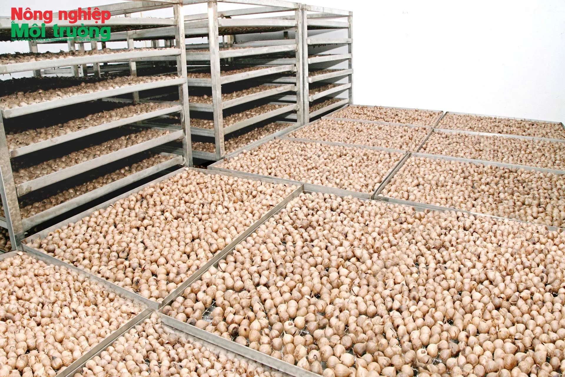 Đưa sản phẩm OCOP tỏi đen Việt chinh phục thị trường quốc tế