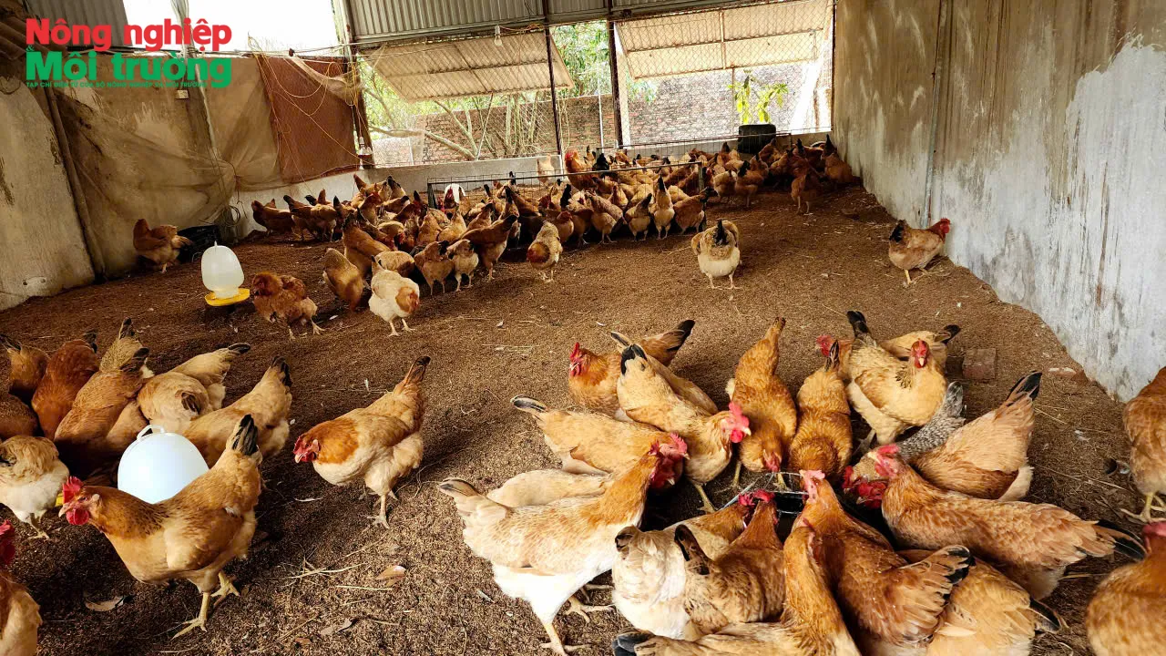 Nuôi gà, lợn bằng vi sinh: Mô hình mới giúp thay đổi cách chăn nuôi, hướng tới sống xanh, sạch, an toàn