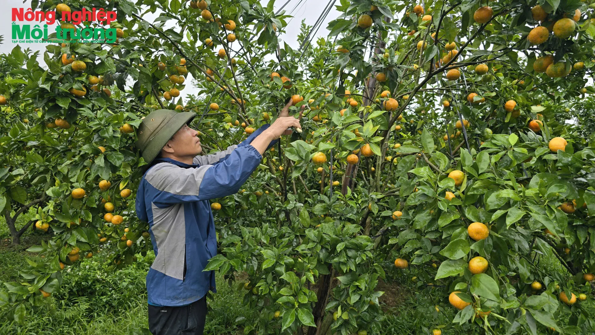 Trồng cam sạch từ tích tụ đất: Hướng giảm nghèo bền vững ở xã miền núi Thanh Hóa
